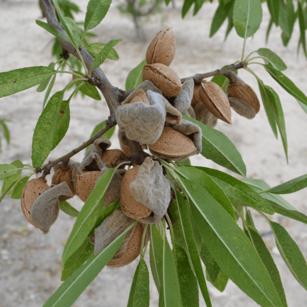 Albero-mandorle-con-guscio