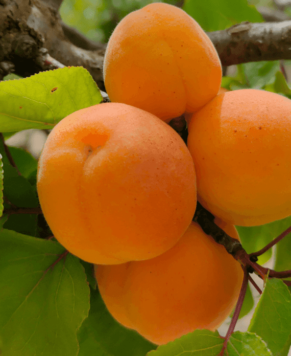 Albicocche-orange-rubis-agricola-ledda