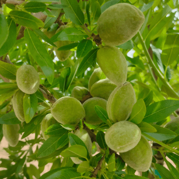 Mandorle-tuono-agricola-ledda