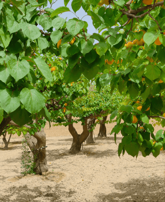 alberi-albicocche-agricola-ledda