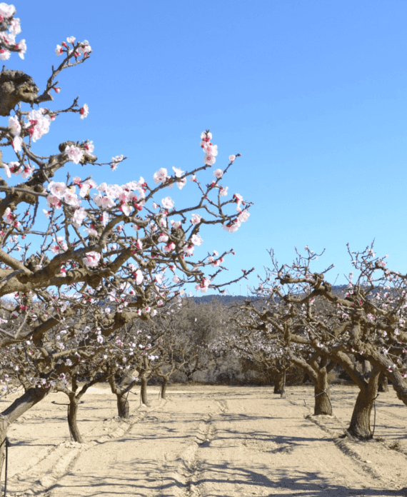 alberi-di-albicocche-orange-rubis