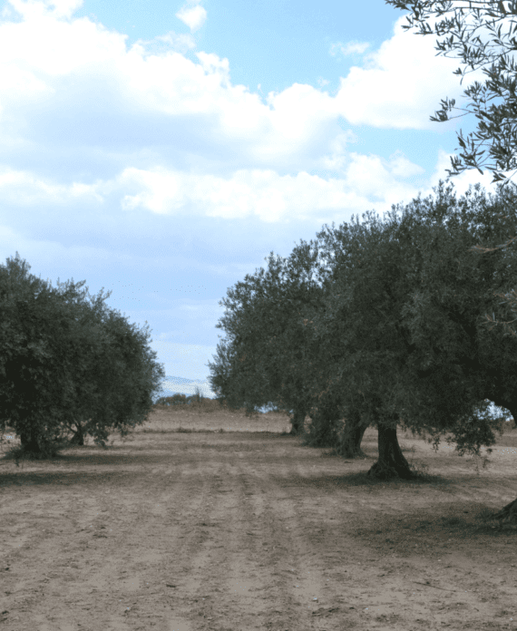 alberi-di-olive-uliveto