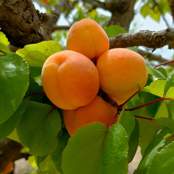albicocche-orange-rubis-agricola-ledda