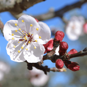 fiori-alberi-albicocche-orange-rubis