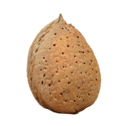 mandorla-tuono-con-guscio-agricola-ledda