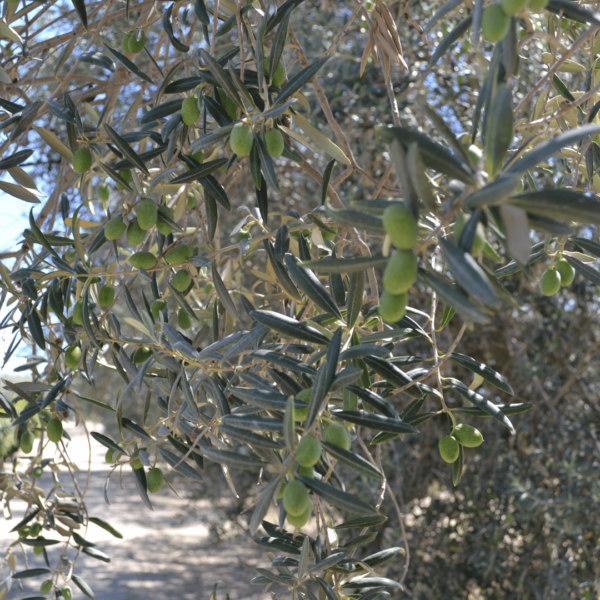 olio-di-oliva-tonda-iblea