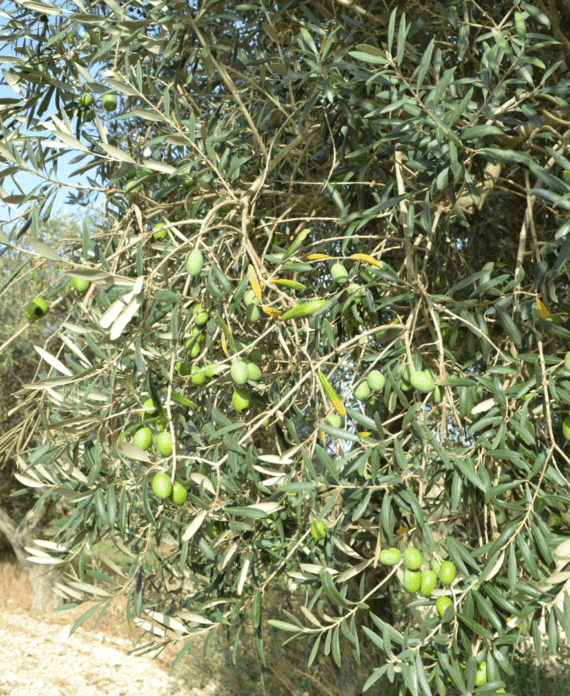 olio-olive-tonda-iblea-agricola-ledda