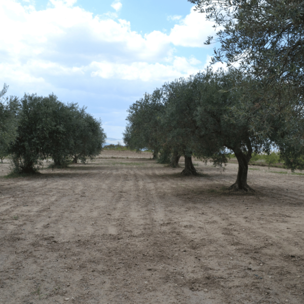 olive-olio-di-oliva