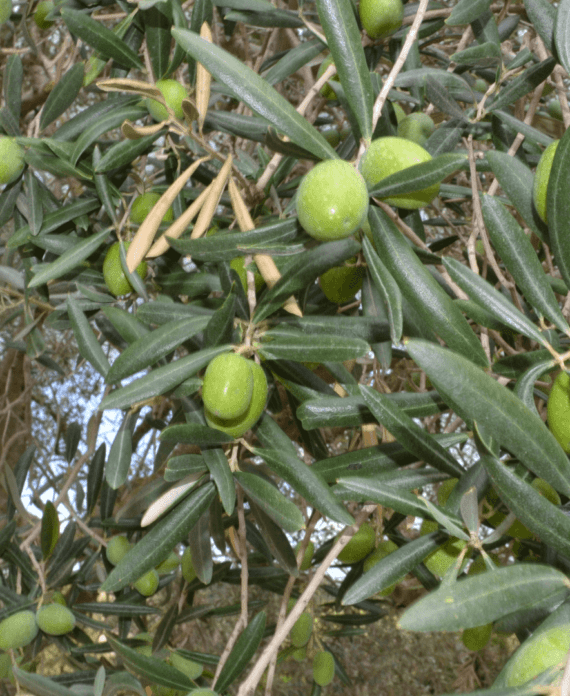 ramo-olive-agricola-ledda