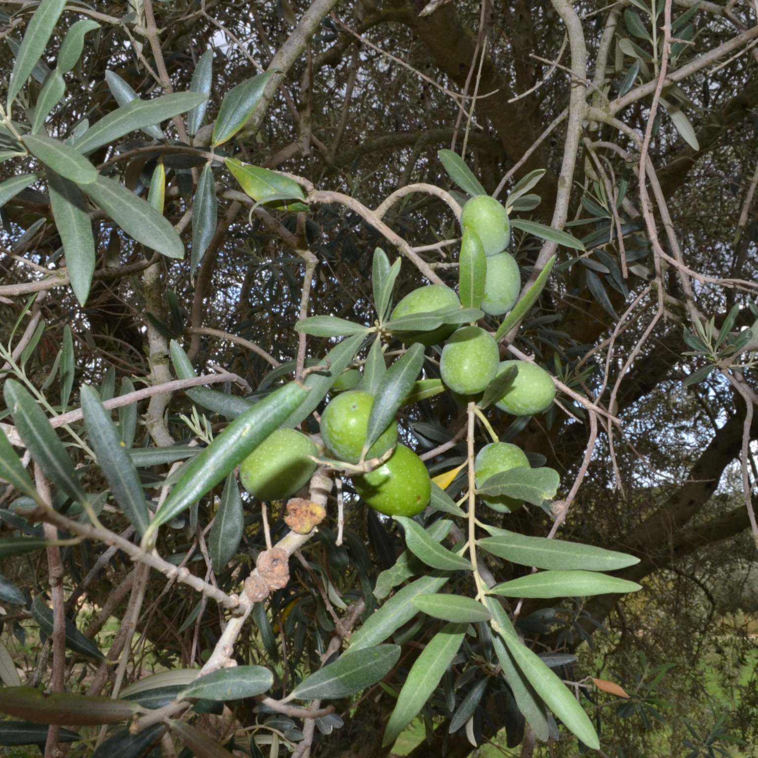 olive-tonda-iblea-agricola-ledda