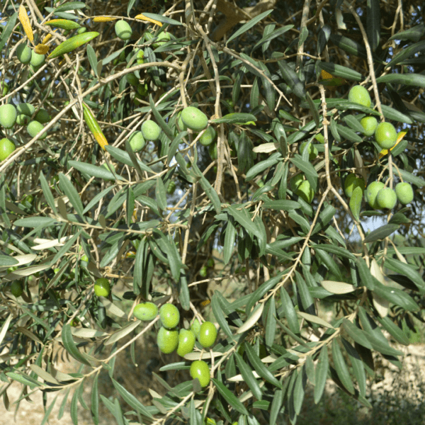 olive-tonda-iblea-agricola-ledda