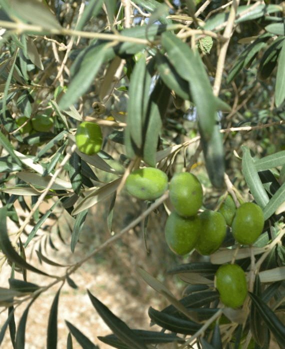 olive-tonda-iblea-olio
