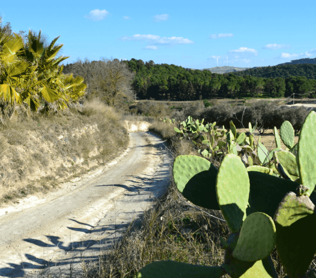 panorama-campagna-agricola-ledda