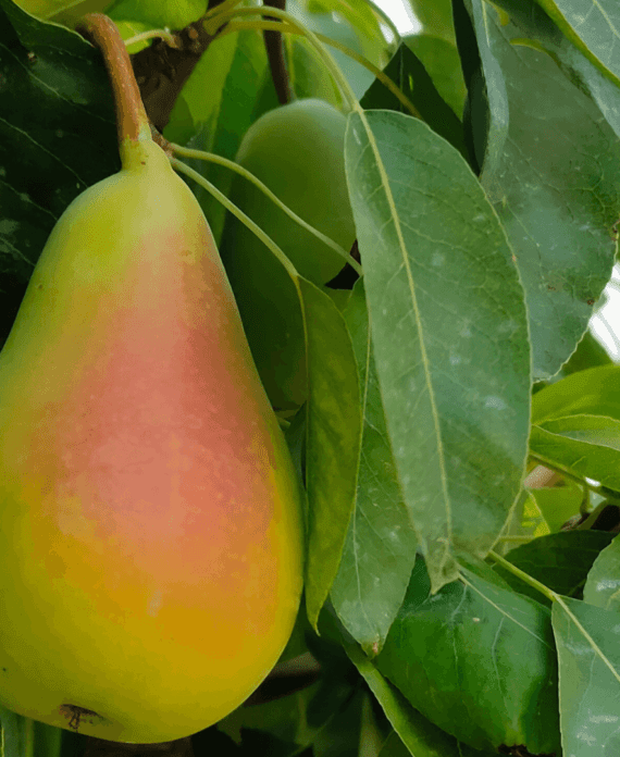 pera-coscia-prima-agricola-ledda