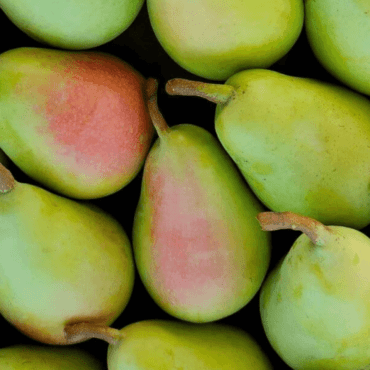 pere-coscia-agricola-ledda