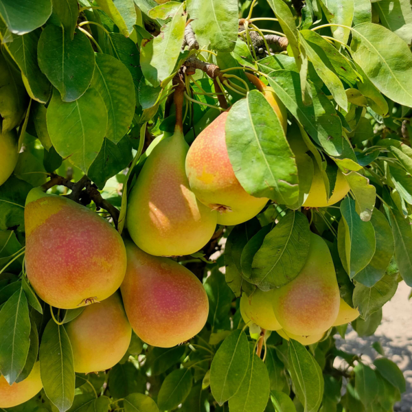 pere-coscia-agricola-ledda