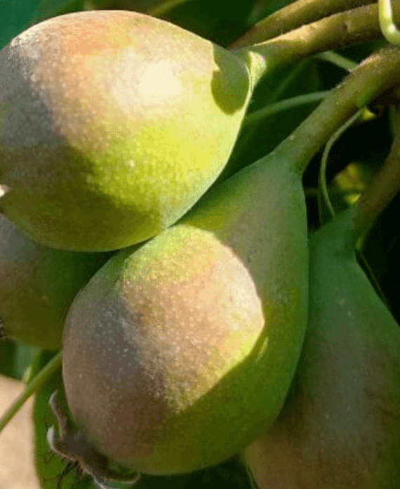 pere-coscia-ingrossamento-frutto
