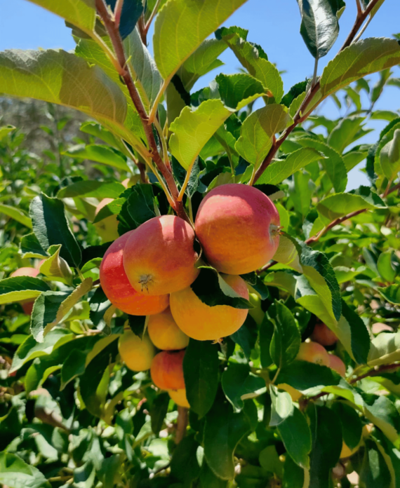 produzione-mele-agricola-ledda