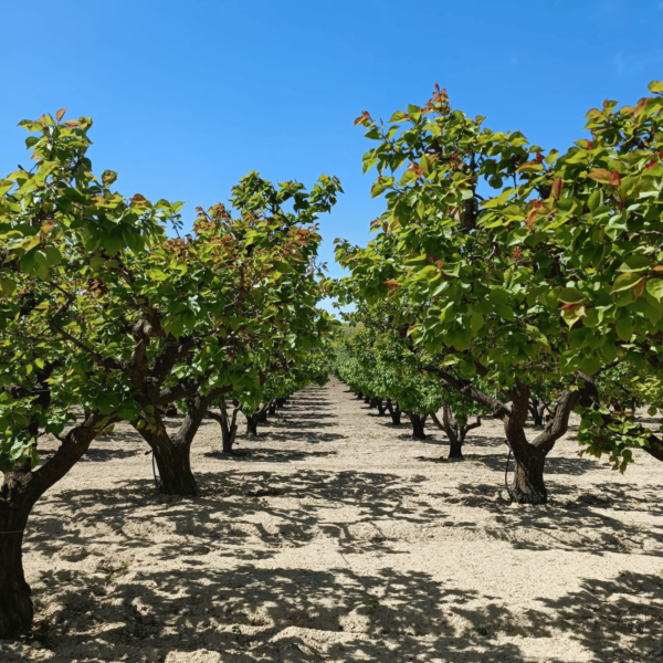 albicoccheto-alberi-albicocche