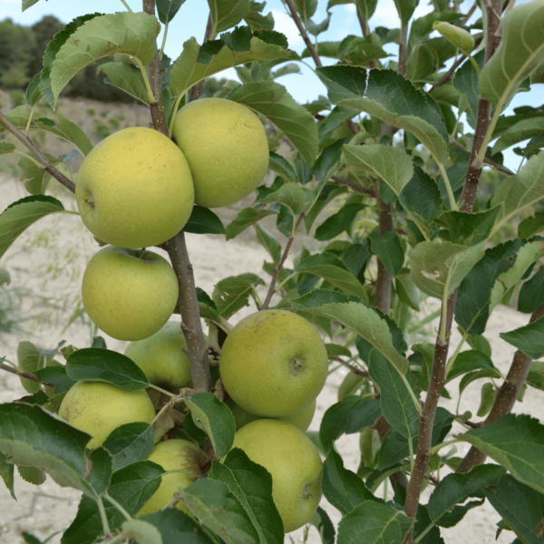 mele-gialle-agricola-ledda