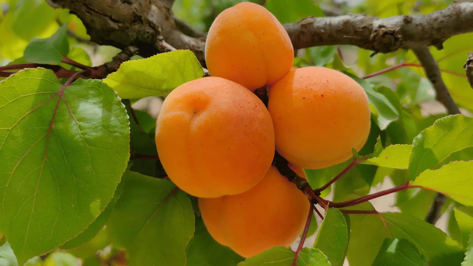 albero-di-albicocche