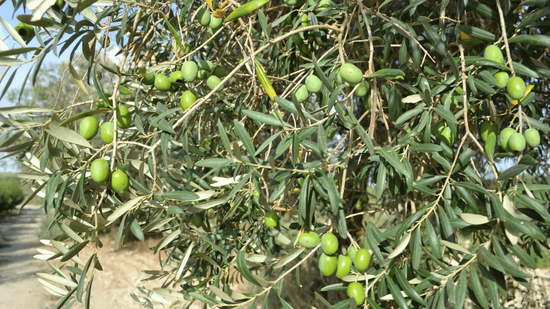 albero-di-olive