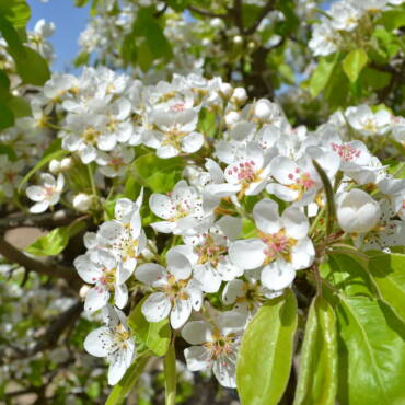 fioritura-pere-coscia