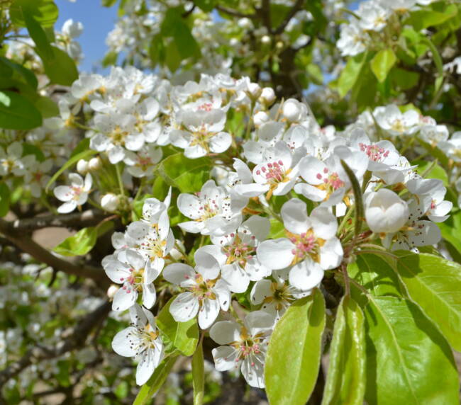 fioritura-pere-coscia