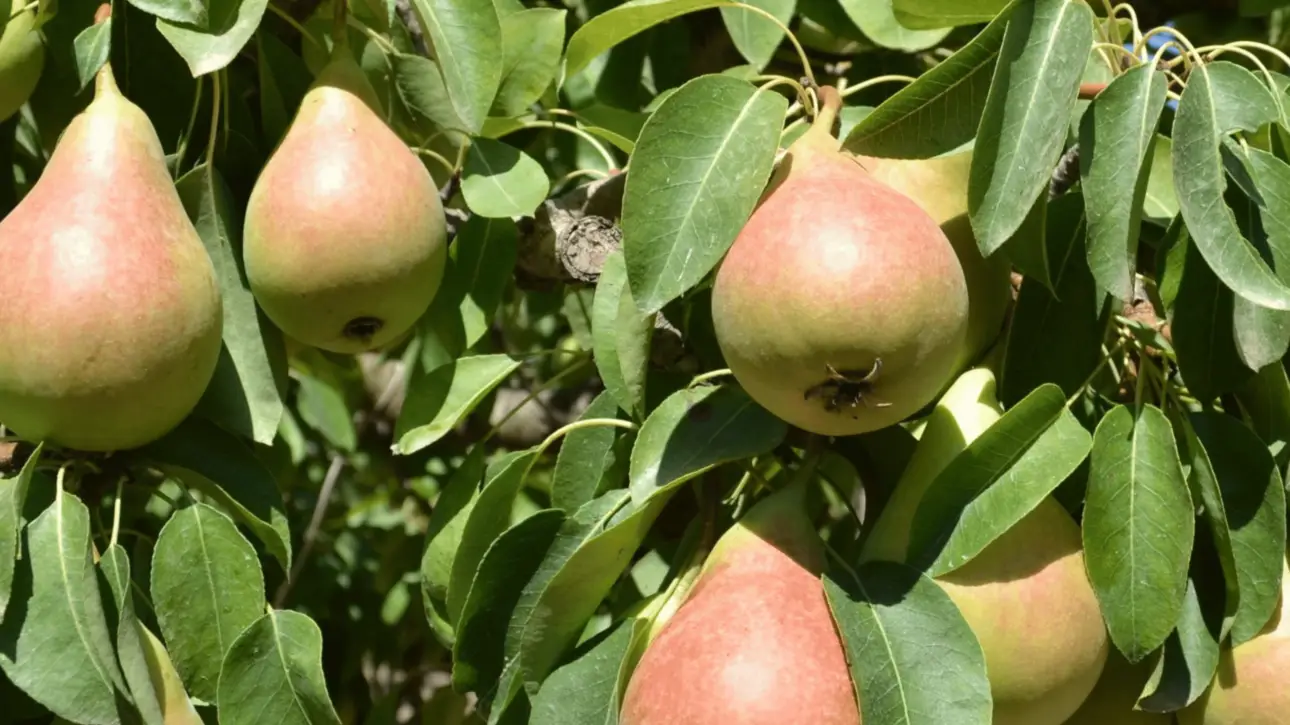 albero-di-pere-coscia-sicilia