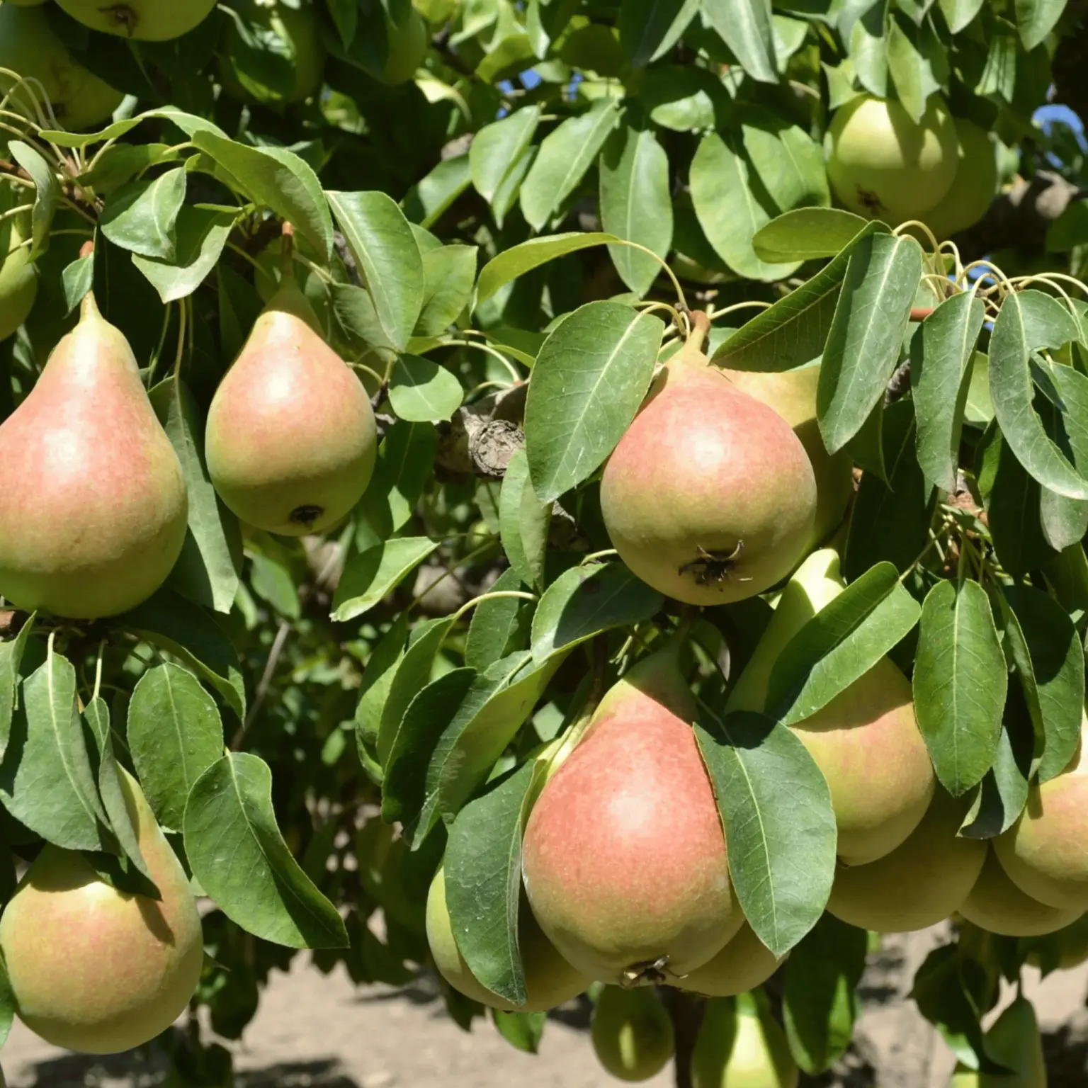 albero-di-pere-coscia-sicilia