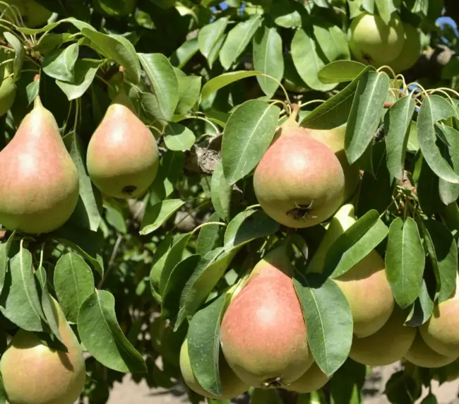 albero-di-pere-coscia-sicilia