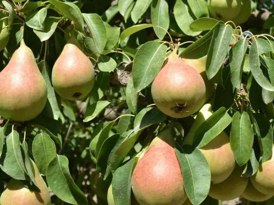 albero-di-pere-coscia-sicilia