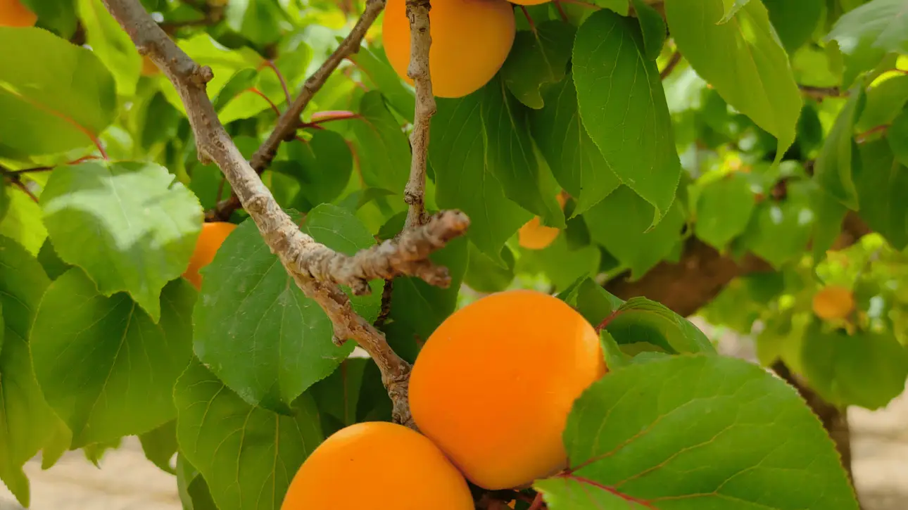 albicocche-orange-rubis-agricola-ledda