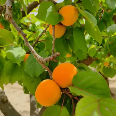 albicocche-orange-rubis-agricola-ledda