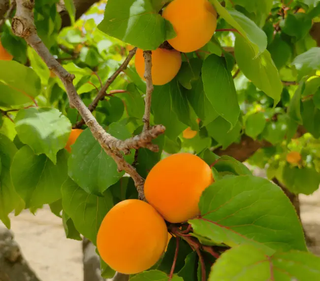 albicocche-orange-rubis-agricola-ledda