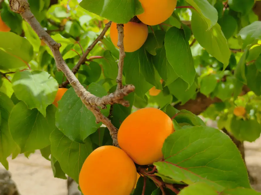 albicocche-orange-rubis-agricola-ledda